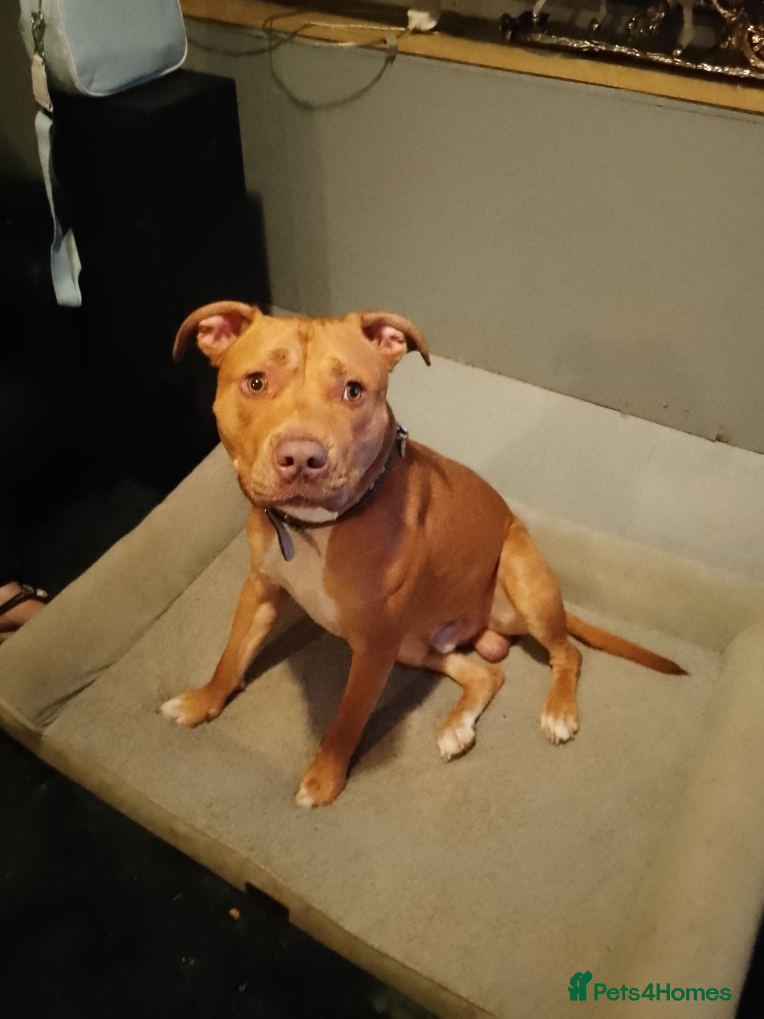 Staffordshire Bull Terrier dogs for sale: Staffie boy looking for a new home  - Image 2
