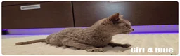 Scottish Fold cats for sale: 🐾 Beautiful Scottish Fold & British Shorthair - Advert 19