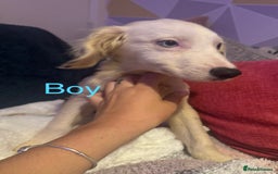 Mixed Breed dogs for sale: Springer cross collie  - Image 15