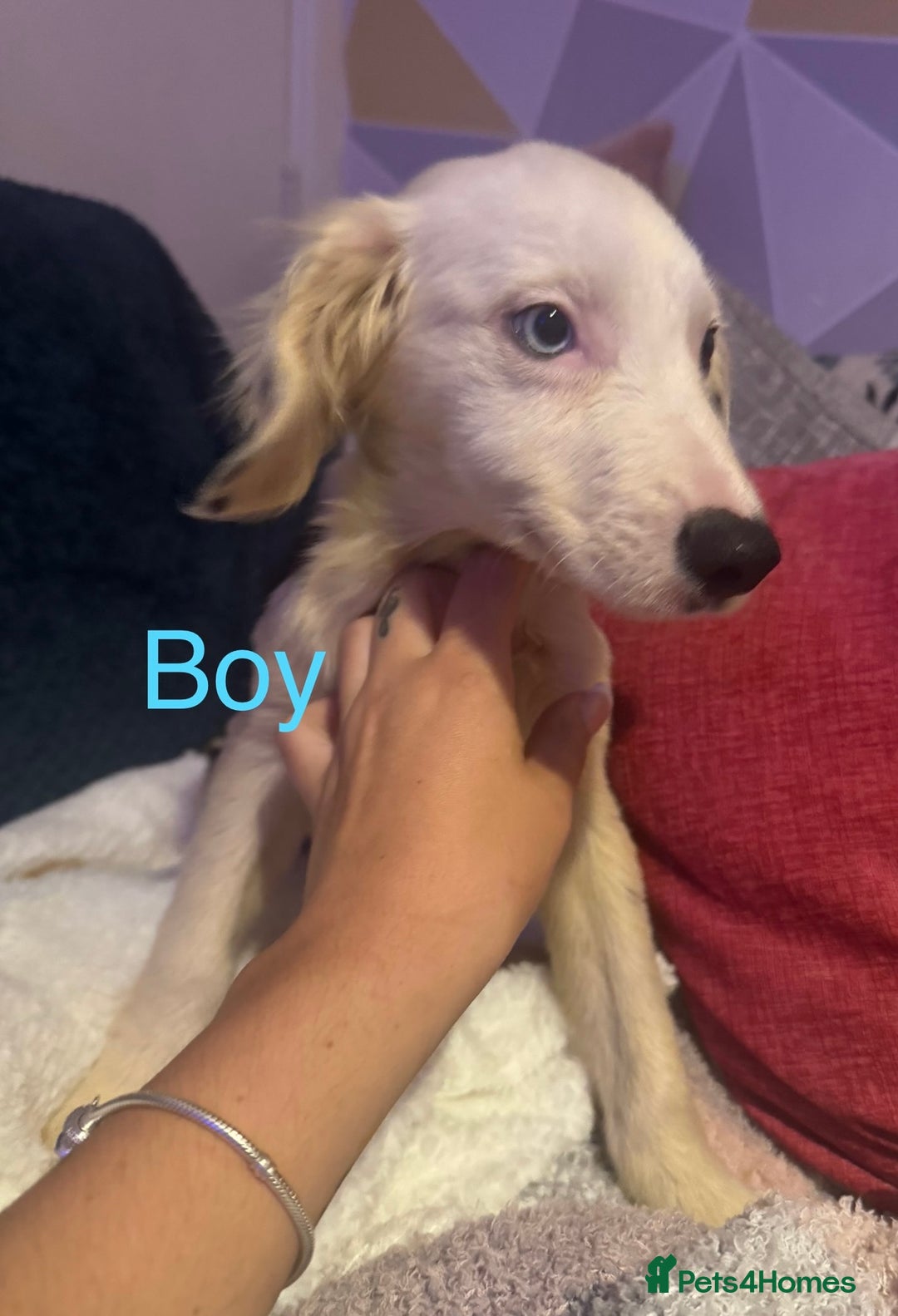 Mixed Breed dogs for sale: Springer cross collie  - Image 15