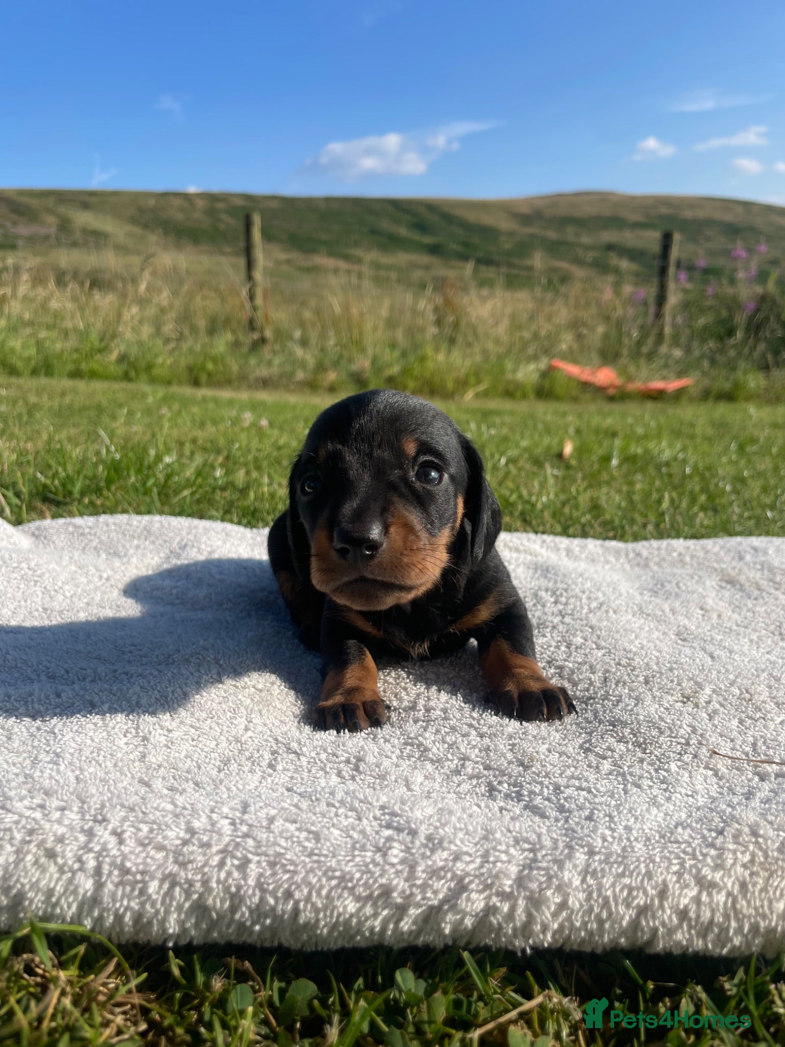 Miniature Dachshund dogs Beautiful Miniature Dachshund Puppies for Sale - Advert 2