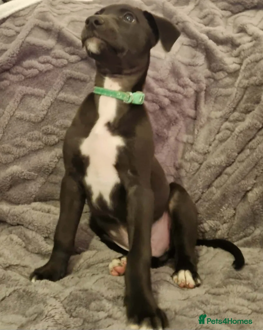 Mixed Breed dogs for sale: Bull/grey hounds  - Advert 9