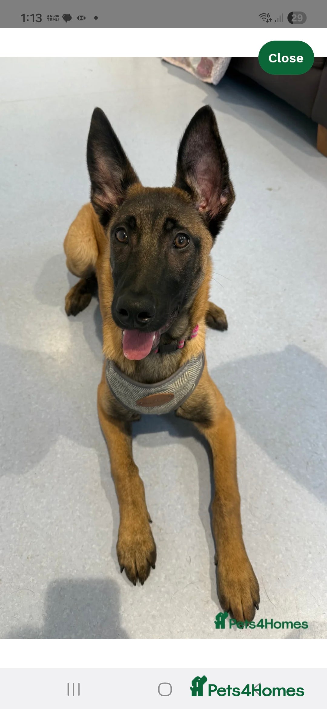 Belgian Shepherd Dog dogs 6 month old Belgian shepherd - Advert 2