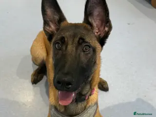 Belgian Shepherd Dog dogs 6 month old Belgian shepherd - Advert 4