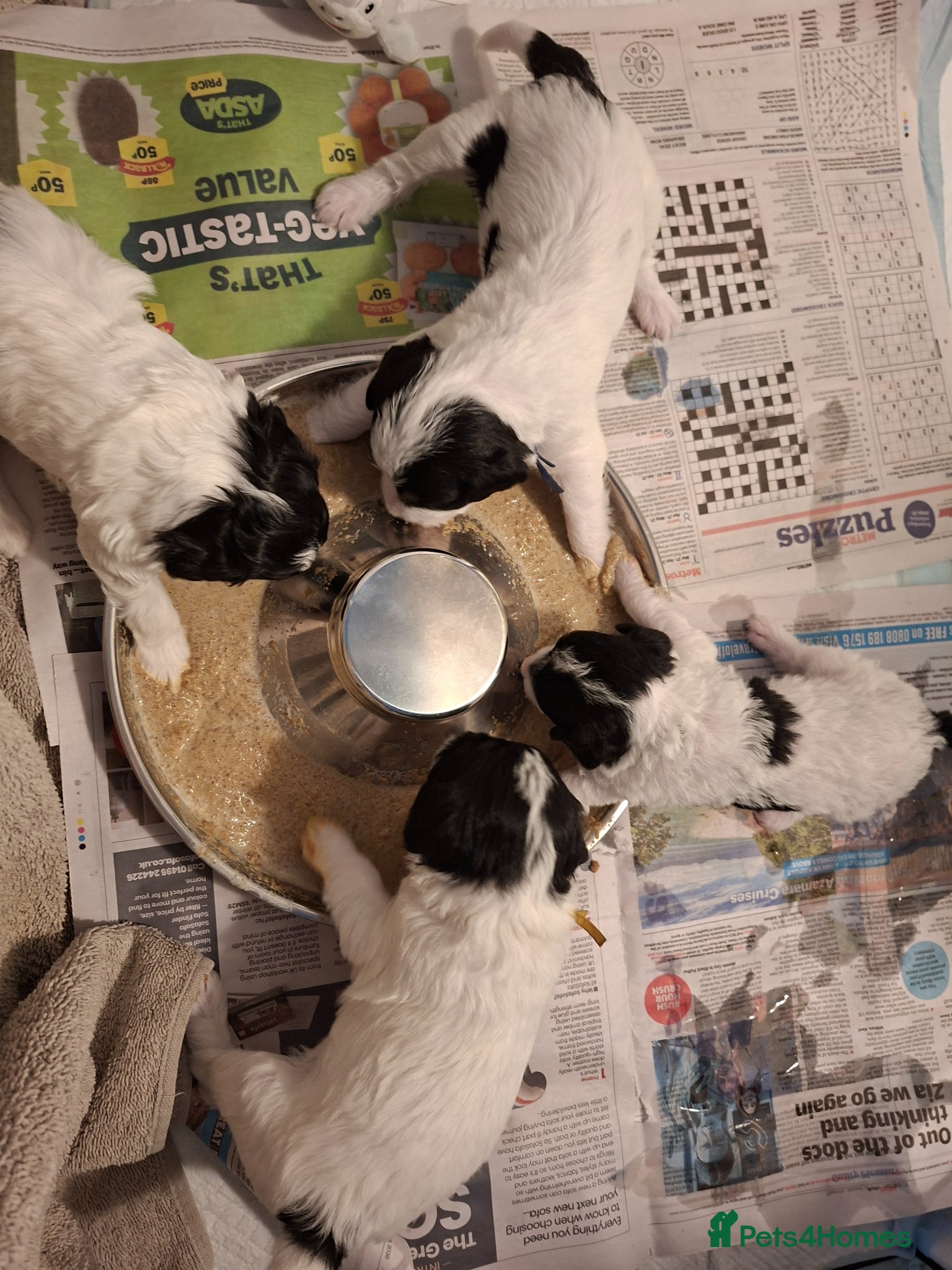 Mixed Breed dogs Lakeypoo puppies - Advert 3