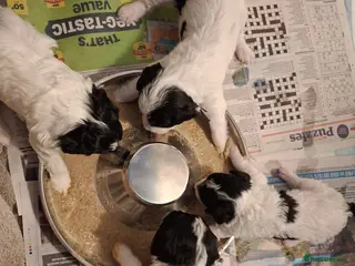 Mixed Breed dogs Lakeypoo puppies - Advert 3