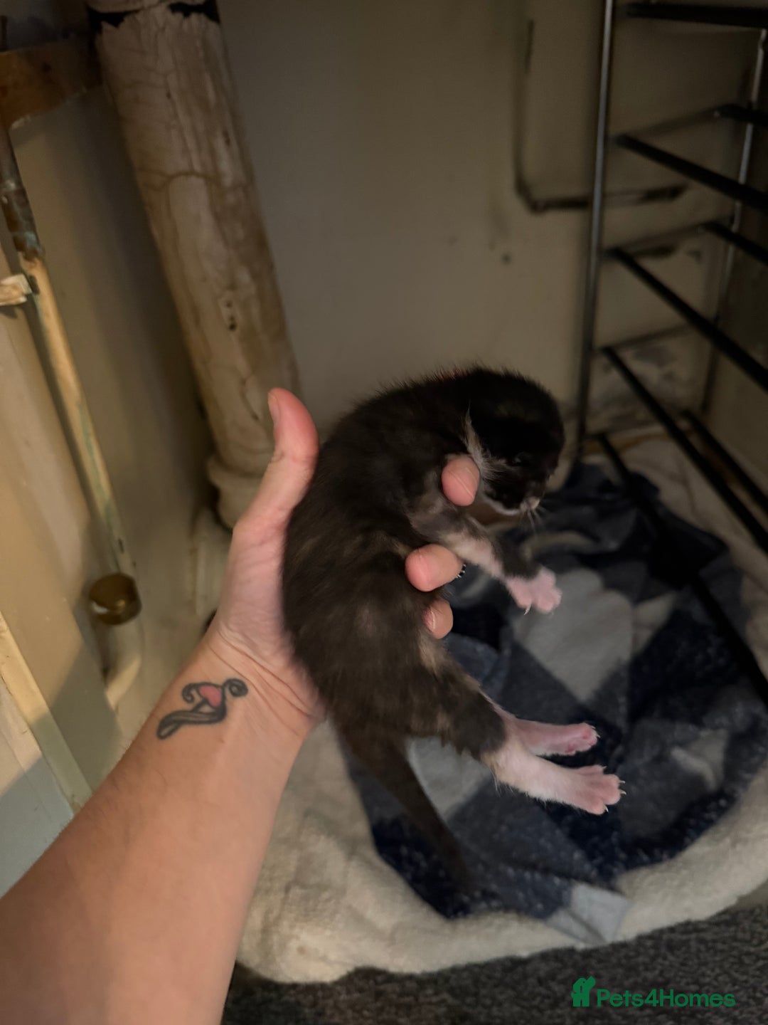 Mixed Breed cats for sale: 4 kitty’s looking for forever homes!  - Image 11