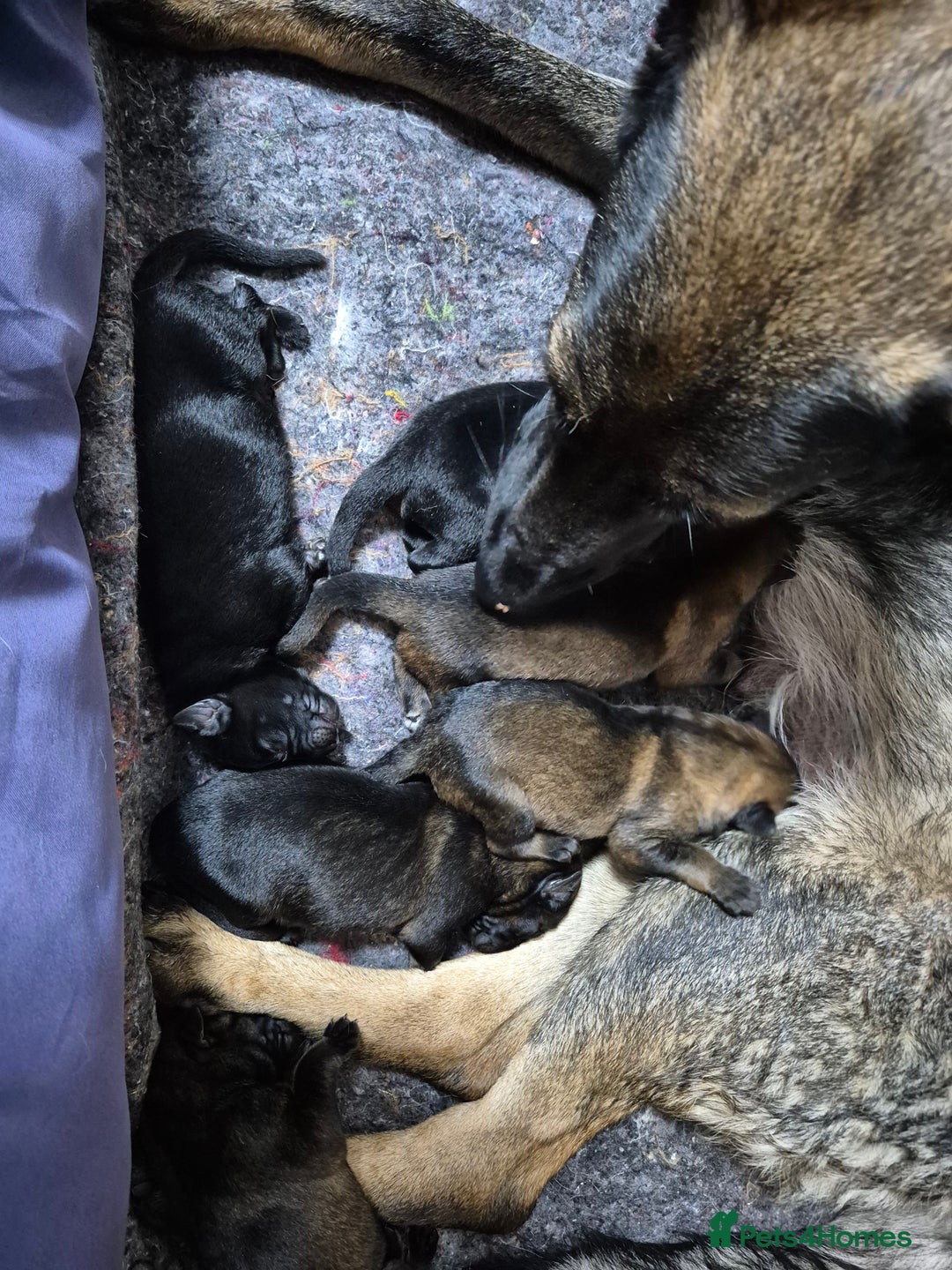 German Shepherd dogs for sale: German Shepherd  - Image 1