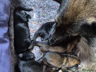 German Shepherd dogs for sale - Advert 2