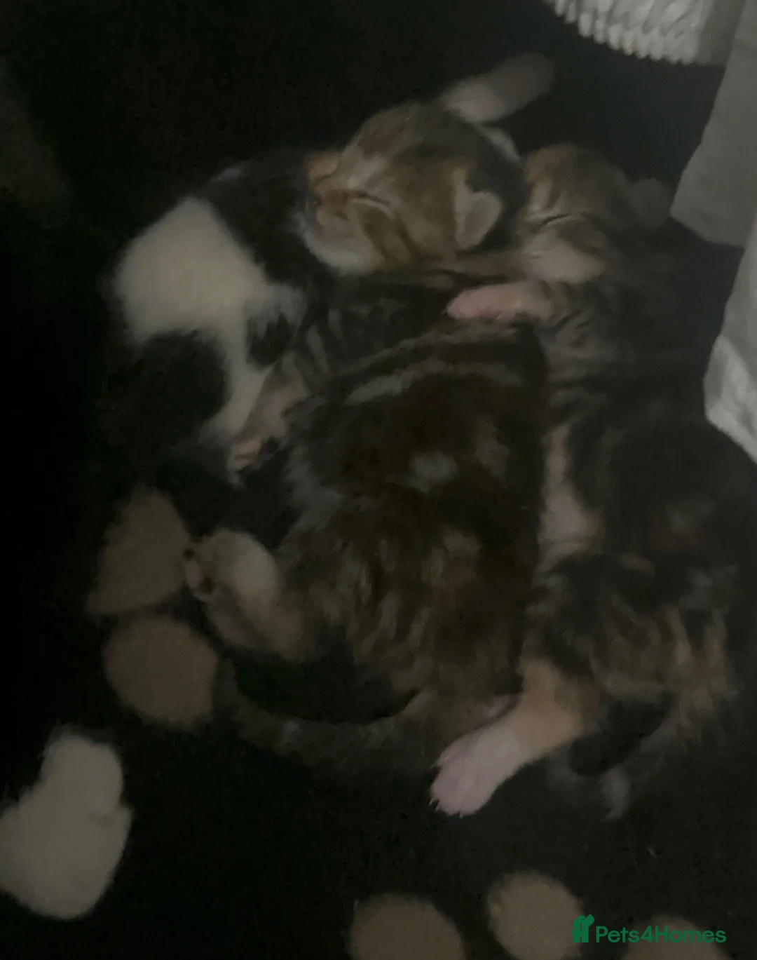 Domestic Shorthair cats for sale: Beautiful Tuxedo Mum with 3 Adorable Kittens - Advert 2