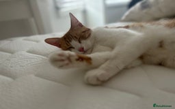 British Shorthair cats for sale: Tabby girl Kittten ready to leave  - Image 4