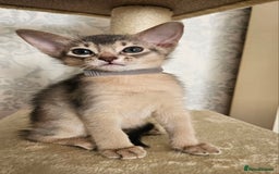Abyssinian cats for sale: Abyssinian Kittens - Image 25