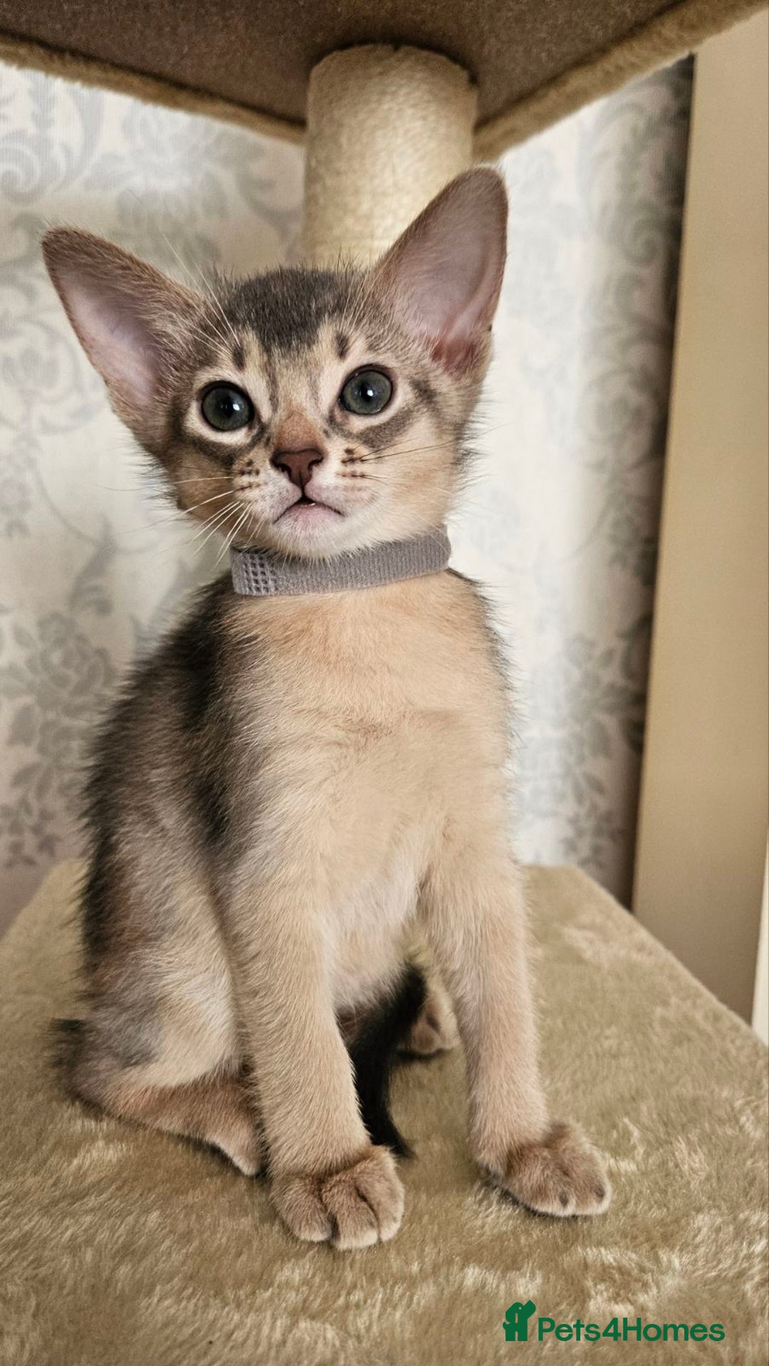 Abyssinian cats for sale: Abyssinian Kittens - Image 25