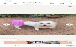 Malshi dogs for sale: Beautiful malshi puppies  - Image 4