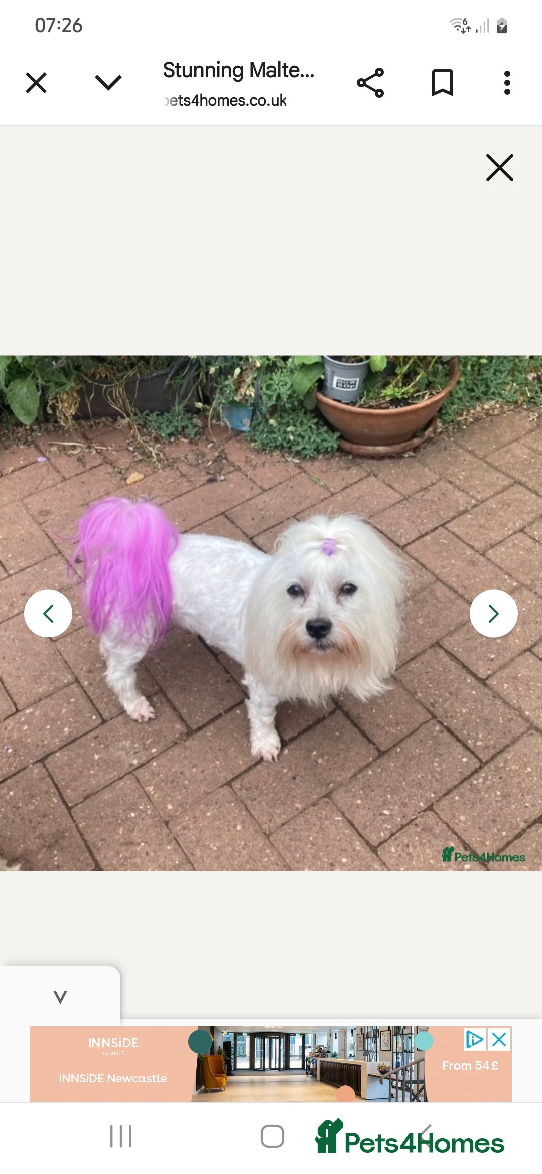 Malshi dogs for sale: Beautiful malshi puppies  - Image 4