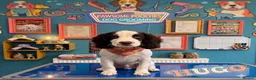 Sprocker dogs for sale: 16 week old male sprocker in Wrexham - Advert 1