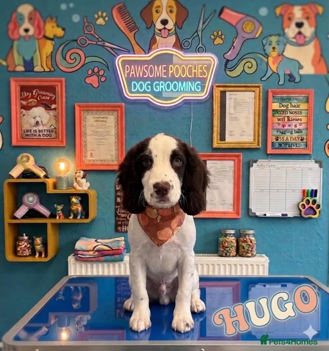 Sprocker dogs for sale: 16 week old male sprocker in Wrexham - Advert 1