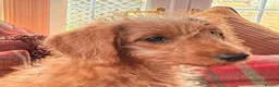 Labradoodle dogs for sale: extensively health clear F1b TOY labradoodle pup🐶 - Advert 6