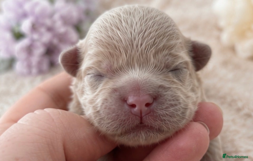 Shih Tzu dogs Kennel Club Reg Health Tested Ready August BOYS - Advert 1