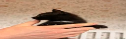Mixed Breed cats for sale: Beautiful Kittens - Advert 5