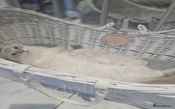 Ragdoll cats for sale: 🩵 Pure Ragdoll Kittens Ready Now 🩷 - Image 10