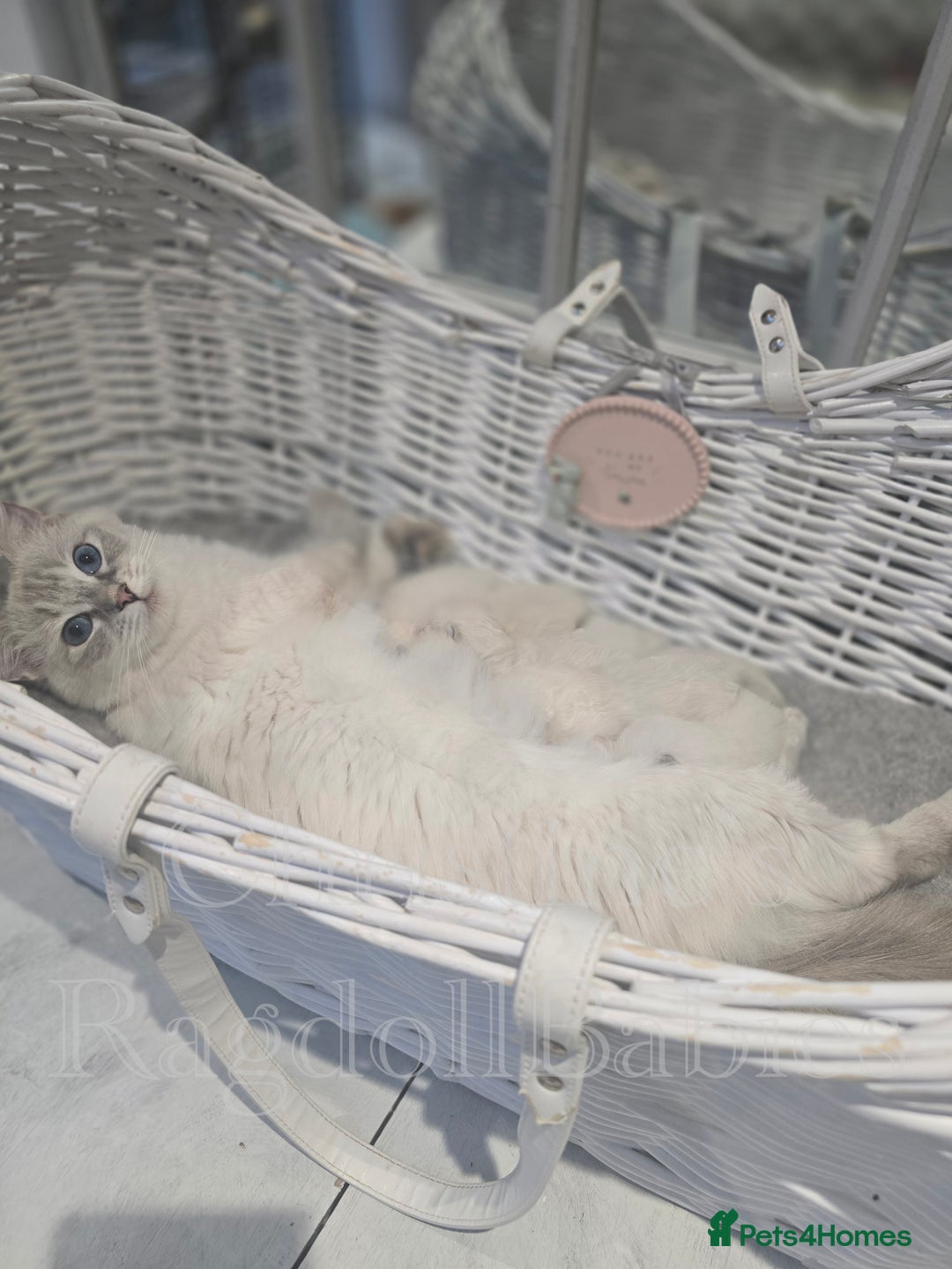 Ragdoll cats for sale: 🩵 Pure Ragdoll Kittens Ready Now 🩷 - Image 10