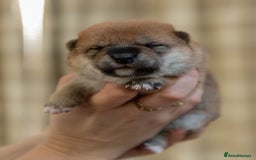 Japanese Shiba Inu dogs for sale: 	“Shiba Inu Puppies – Champion Pedigree, DNA Clear - Advert 27