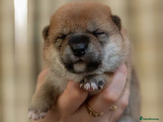 Japanese Shiba Inu dogs “Shiba Inu Puppies – Champion Pedigree, DNA Clear - Advert 2