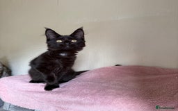 Maine Coon cats for sale: Pedigree GCCF Russian Import line Maine Coons - Image 32
