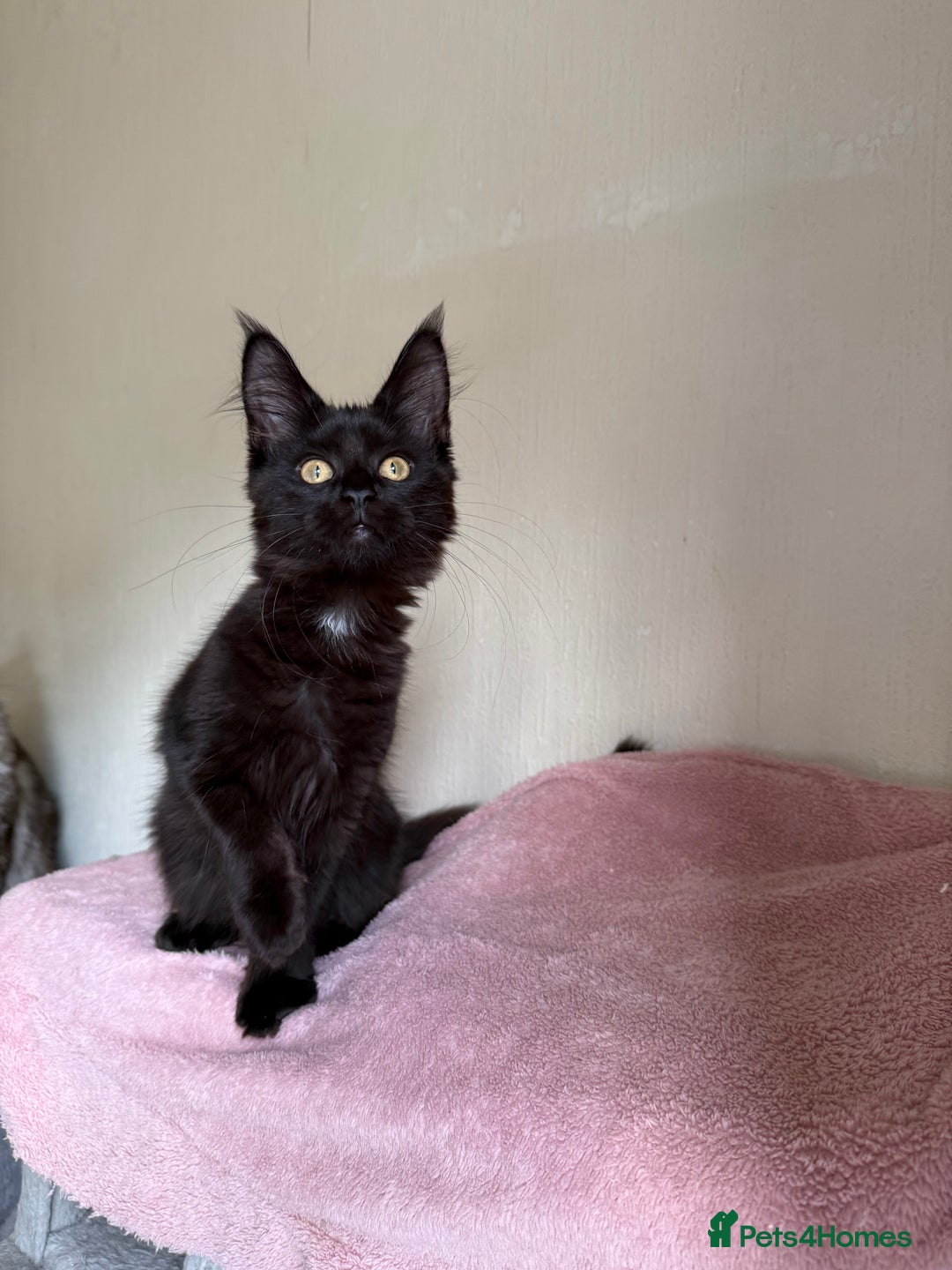 Maine Coon cats for sale: Pedigree GCCF Russian Import line Maine Coons - Image 32