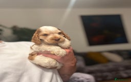 Cocker Spaniel dogs for sale: 🐶 Health-Tested Show-Type Cocke Spaniels 🐶 - Image 20