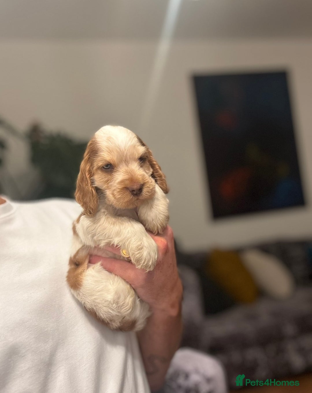 Cocker Spaniel dogs for sale: 🐶 Health-Tested Show-Type Cocke Spaniels 🐶 - Image 20