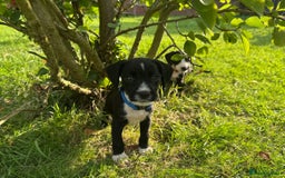 Mixed Breed dogs for sale: Pattendales cross ready now 🩷 - Image 13