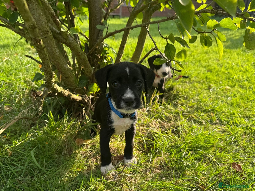 Mixed Breed dogs for sale: Pattendales cross ready now 🩷 - Image 13