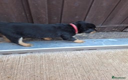 Rottweiler dogs for sale:  Beautiful Chunky Rottweiler puppies  - Image 12
