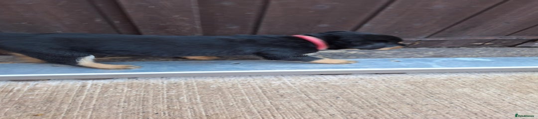 Rottweiler Puppy 9
