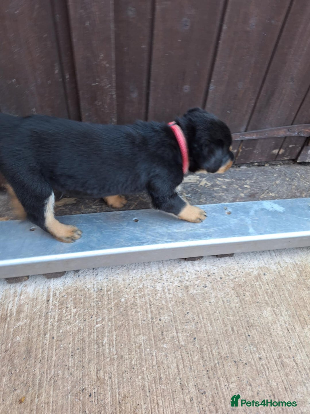 Rottweiler dogs for sale:  Beautiful Chunky Rottweiler puppies  - Image 12