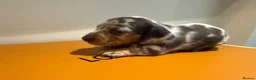 Miniature Dachshund dogs for sale: EXTREME CUTENESS! MINIATURE DACHSHUND PUPPIES ❤️🤍 - Advert 4