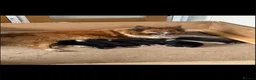 Mixed Breed dogs for sale: Collie puppy’s  in Ivybridge - Advert 18