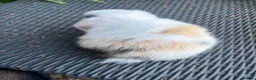 Mini Lop rabbits for sale: Ready to leave. Mini lop babies  - Advert 9