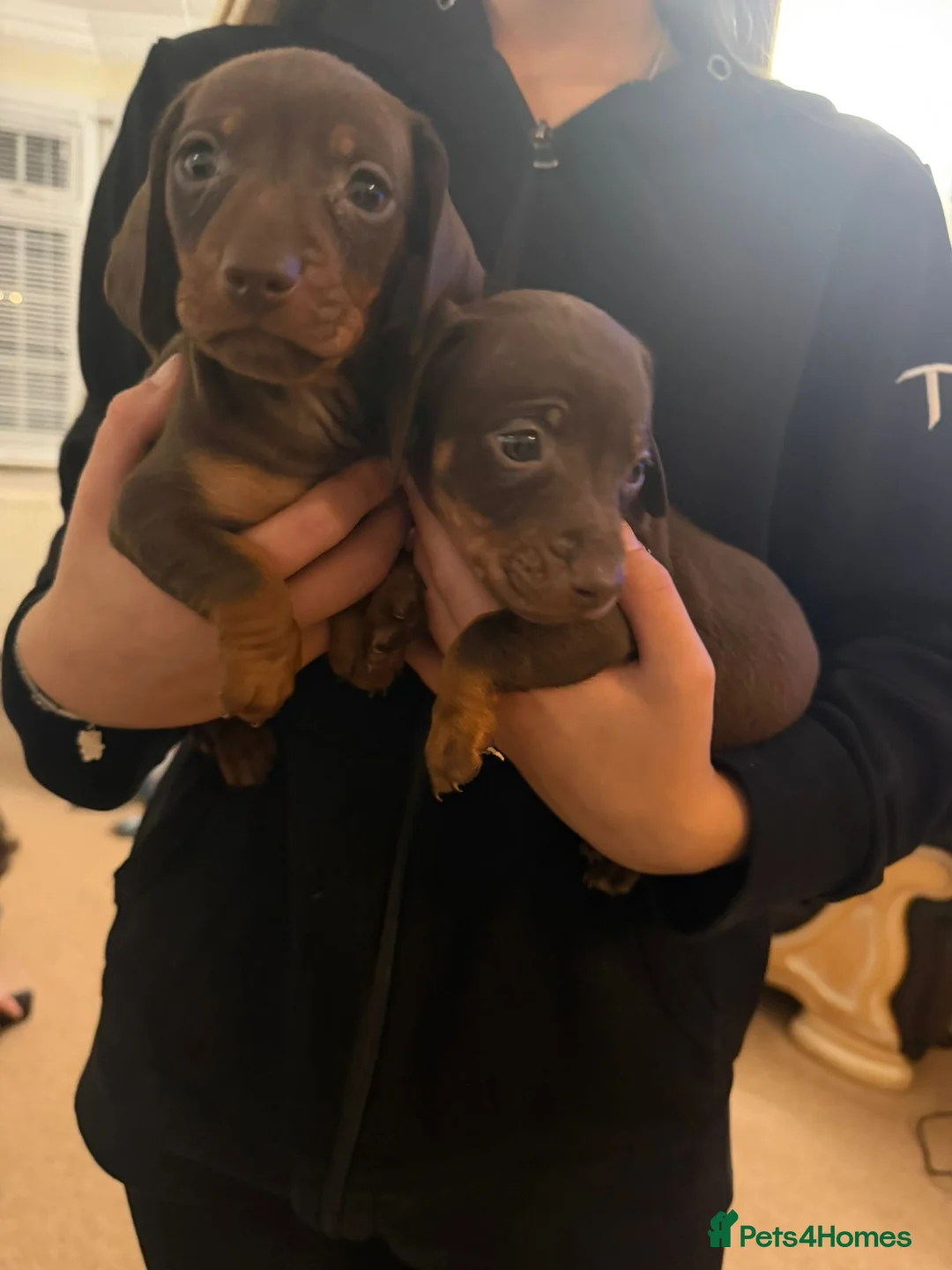Miniature Dachshund dogs for sale: Miniature dachshund puppies  - Advert 36