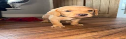 Labrador Retriever dogs for sale: Fox Red Labrador - Advert 12