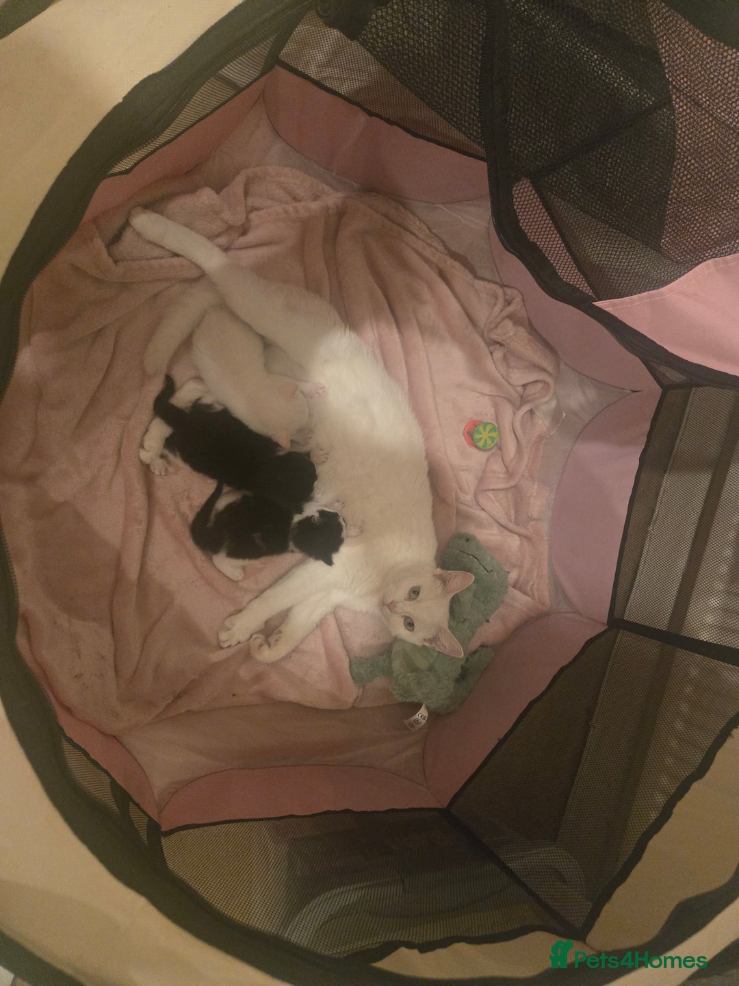 Mixed Breed cats for sale: Black and white girls  - Advert 6