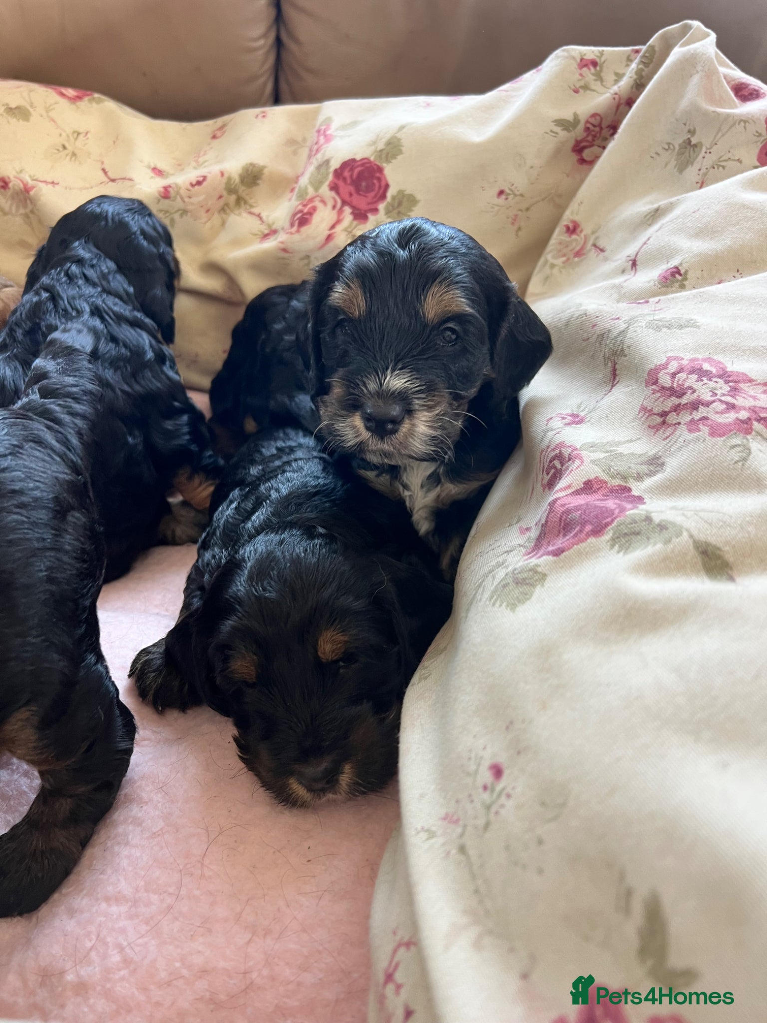 Cockapoo dogs for sale: F1 cockapoos  - Advert 3
