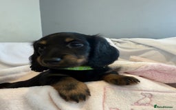 Miniature Dachshund dogs for sale: Pedigree Miniature Long hair Dachshund - Image 2