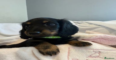Miniature Dachshund dogs - Advert 13