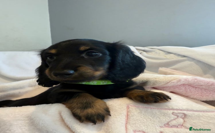 Miniature Dachshund dogs - Advert 8
