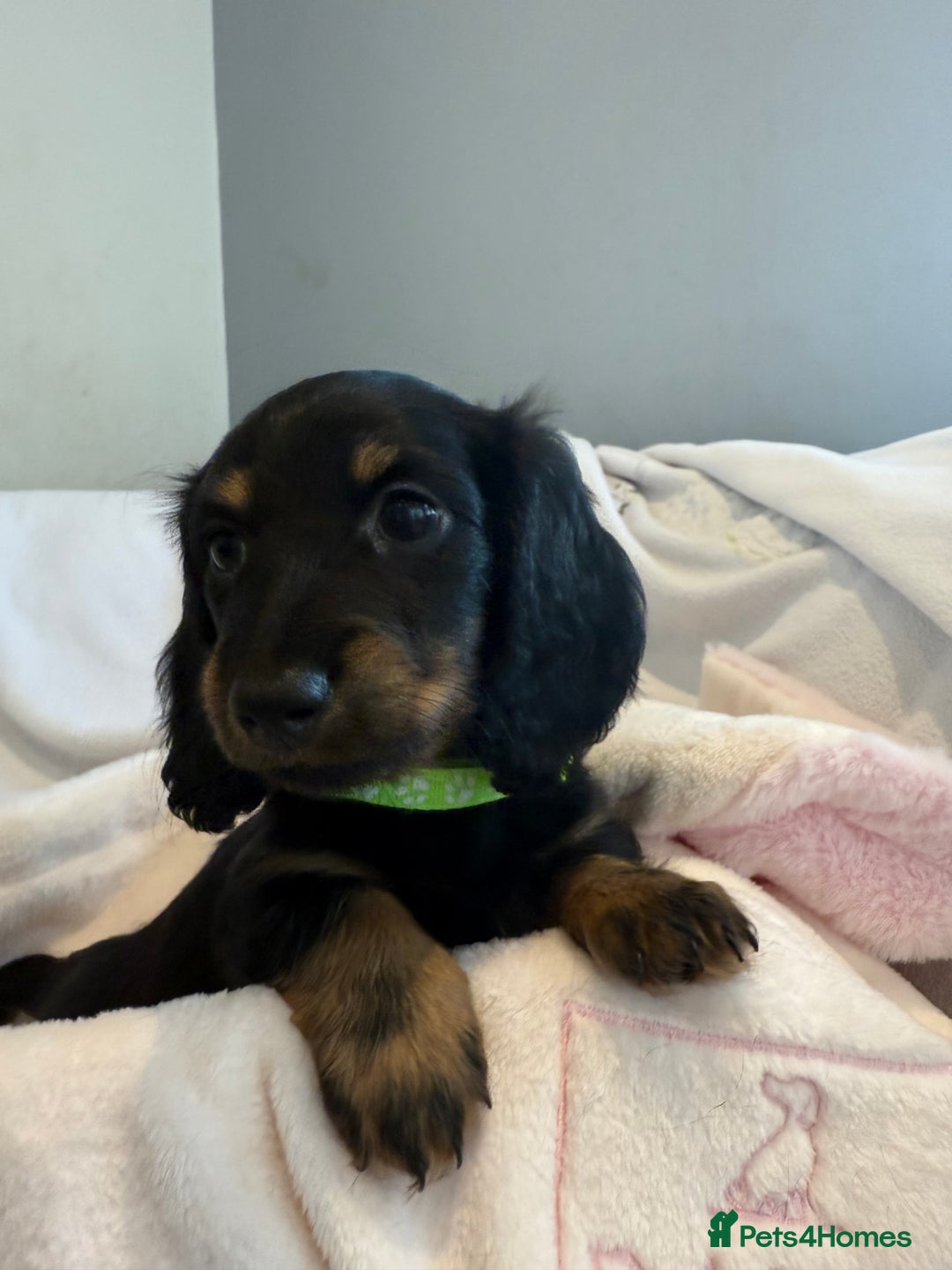 Miniature Dachshund dogs for sale: Pedigree Miniature Long hair Dachshund - Image 2