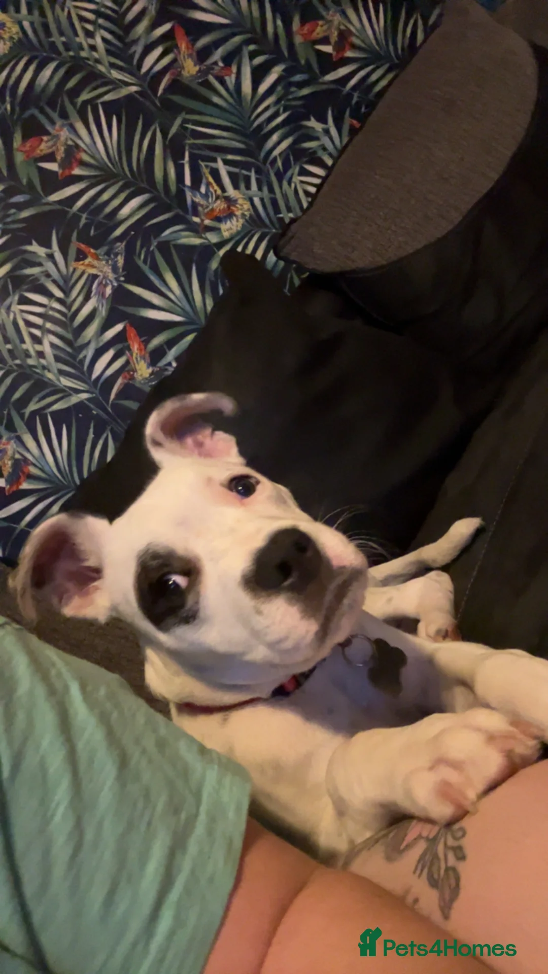 Mixed Breed dogs for sale: Ace 1 years old  - Advert 2