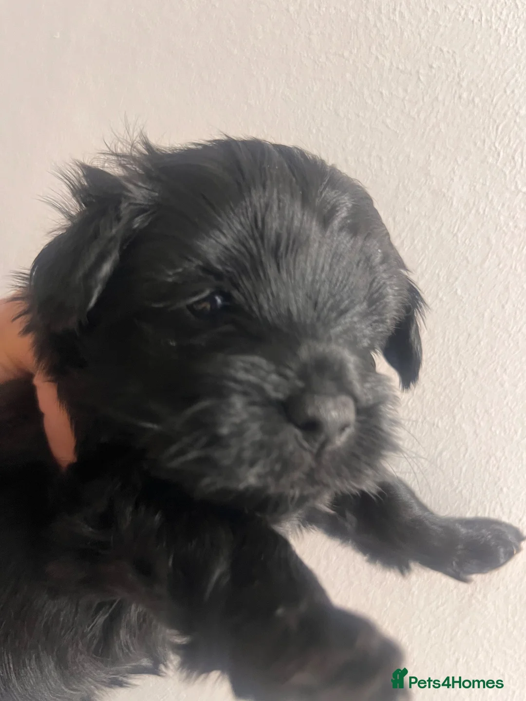 Yorkiepoo dogs for sale: Outstanding Yorkipoos F1 last 3 remaining - Advert 33